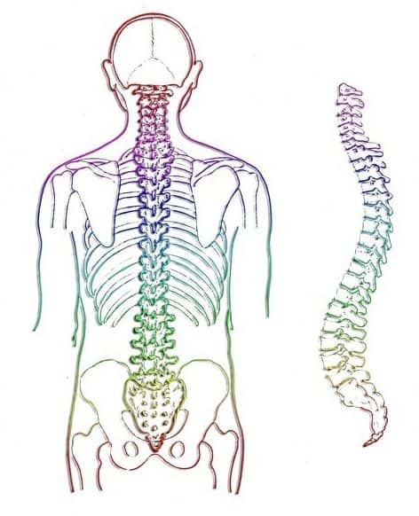 Thoracic spine mobility exercises - spine image