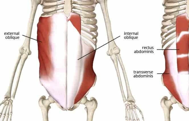 Stabilizing Abdominal Muscles - anterior pelvic tilt