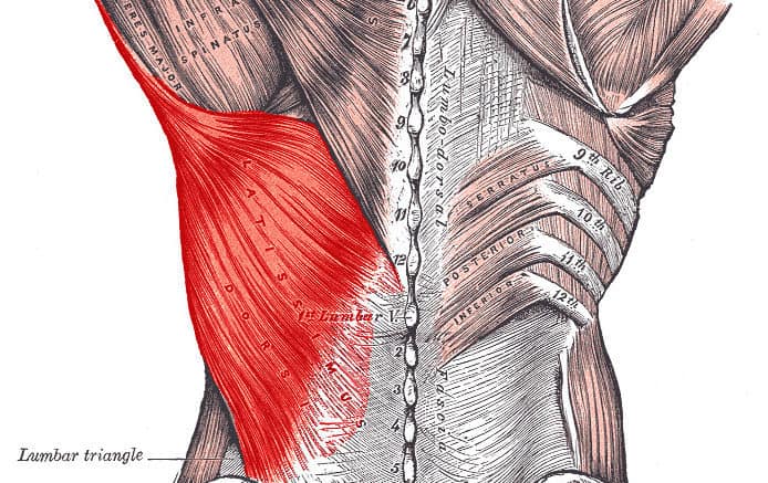 dynamic-lumbar-stabilization-exercises-lats