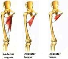 hip adductor images