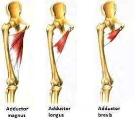 adductor strain anatomy photo