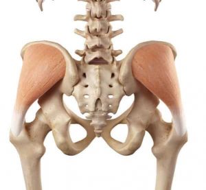 your gluteus medius is the middle 1 of 3 glute muscles