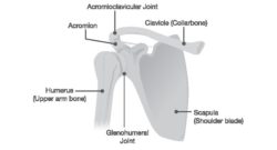 4 Techniques to Fix Scapular Dyskinesis - Precision Movement