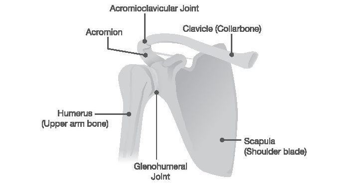 Scapular Dyskinesis anatomy
