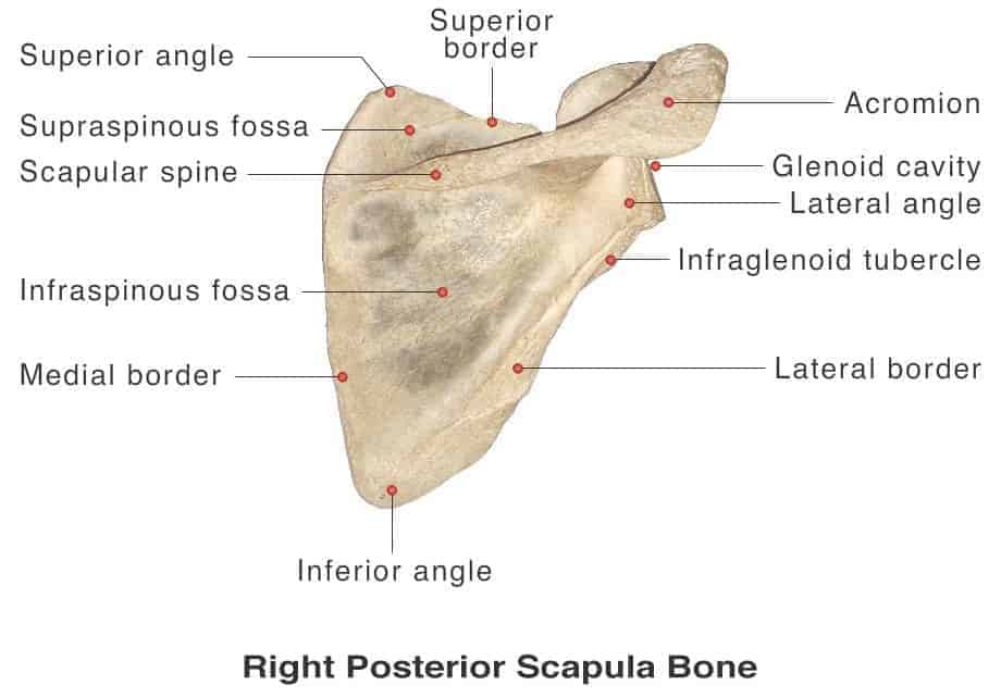 Scapular Dyskinesis inferior dysfunction