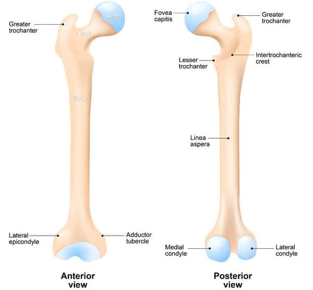 https://www.precisionmovement.coach/wp-content/uploads/2017/04/trochanteric-bursitis-greater-trochante-femur.jpg