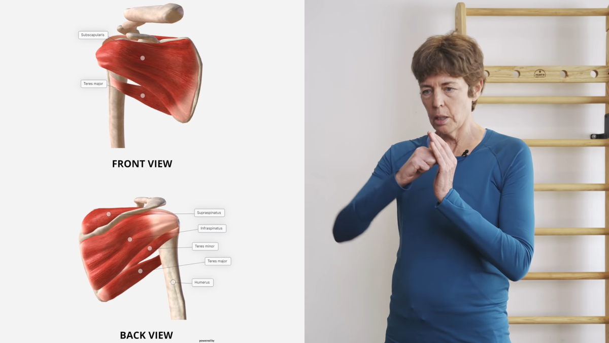 Shoulder Pain Caused By The Rotator Cuff - Mobile Massage & Personal  Training