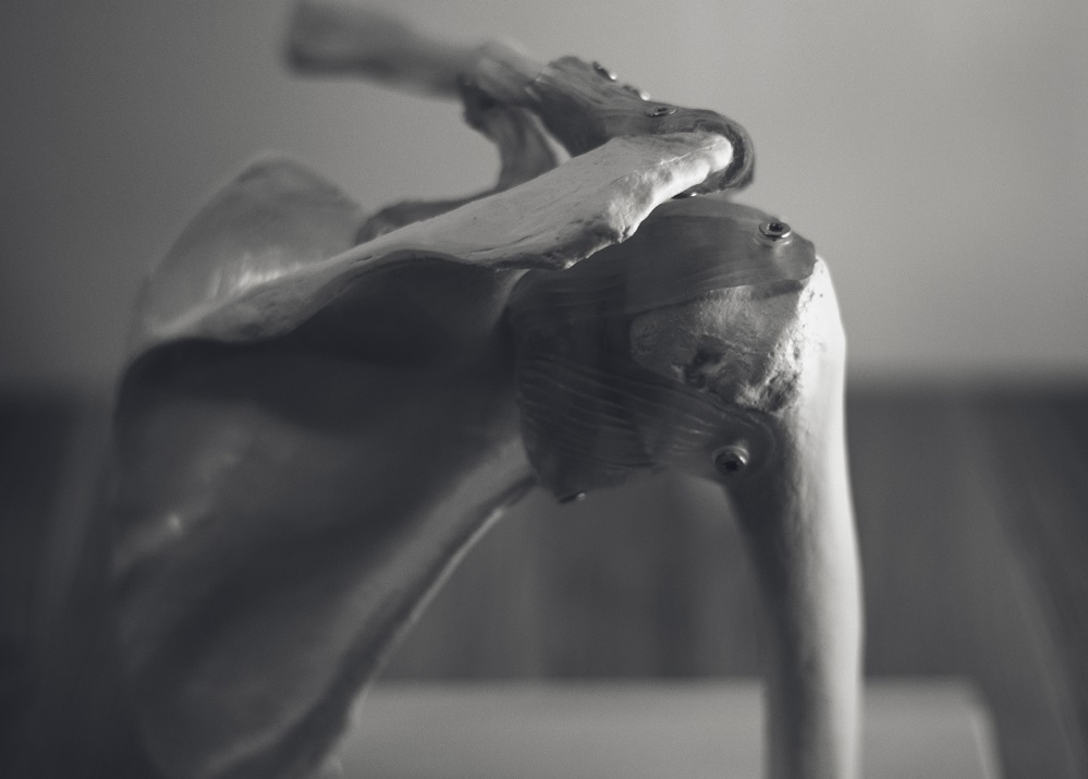 Closeup of skeleton scapula model