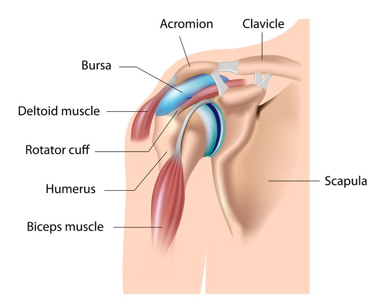 rained ac joint - shoulder anatomy