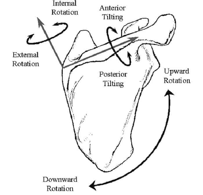 scapular stabilization exercise pelvic tilt