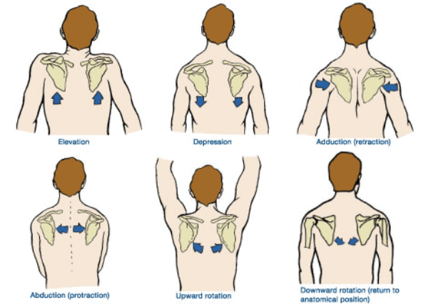 scapular stabilization exercises movement of the scapula