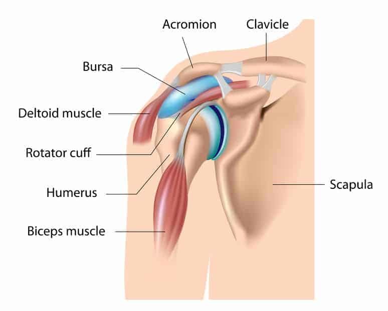  scapular stabilization exercises shoulder anatomy