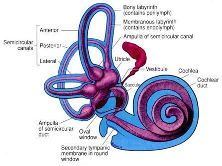picture of the vestibular system