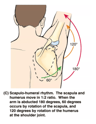 Scapulohumeral_rhythm