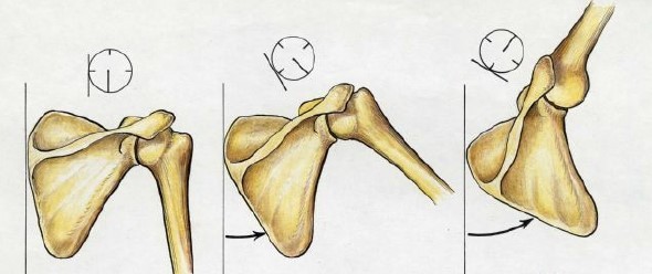 bicep tendonitis scapulohumeral rhythm