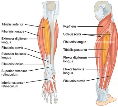 3 Shin Splint Stretches And Exercises Not To Do Precision