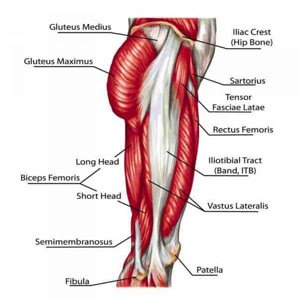 Your IT band is a thick band of tissue that lies on the lateral side of your upper leg. It runs down from your tensor fasciae latae and your gluteus maximus, and is connected to the iliac crest of the pelvis.