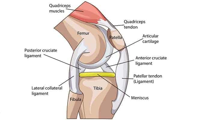 knee anatomy - harp Knee Pain from Squatting