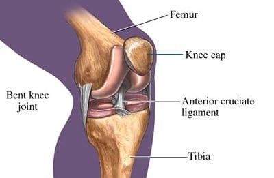 hamstring strengthening anterior curciate ligament