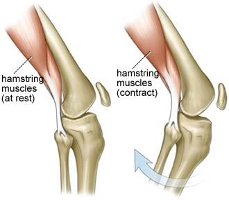 hamstring strengthening hamstring muscles