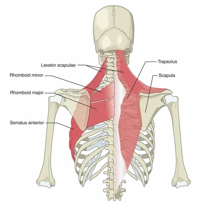 scapular stabilizers - anatomy