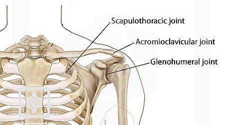scapular stabilizers - shoulder joint