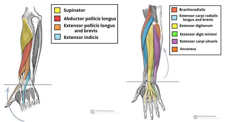 ERA Sequence to Lengthen the Wrist Extensors Precision Movement