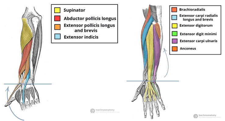 wrist extensor muscles