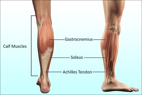 https://www.precisionmovement.coach/wp-content/uploads/2018/05/how-to-stretch-calf-muscles-anatomy.jpg