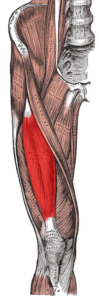 rectus femories anatomy pic