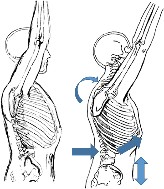 dissociation-shoulder-flexion-rib-flare