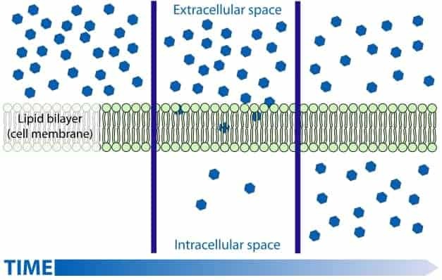 cervical rom, neck pain, cell membrane