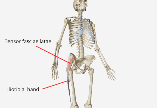 anatomy of the tensor fasciae latae muscle