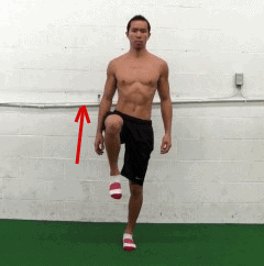 tfl muscle - hip flexion