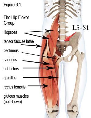 Hip Flexor Muscles  Anatomy Of The 5 Major Hip Flexors