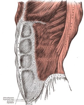 core muscles