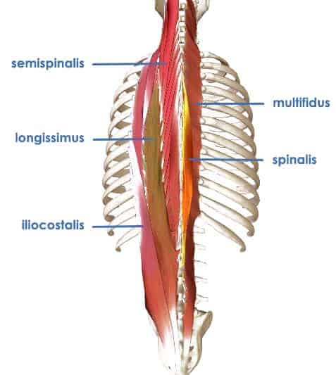 deep spine extensors