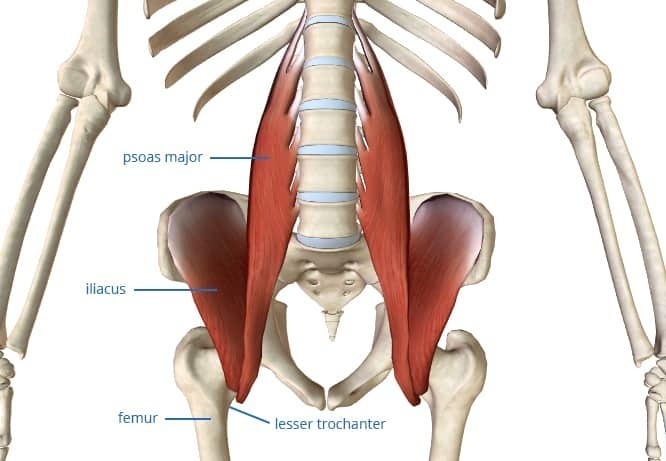 Today we’re going to focus on the iliopsoas, which is actually 2 muscles – the iliacus and the psoas – that merge together near their insertion.The iliacus runs along the crest of your pelvis – near your hip bone. The psoas major originates higher up - on the vertebrae of your lumbar spine. These muscles join together as they insert onto your femur.