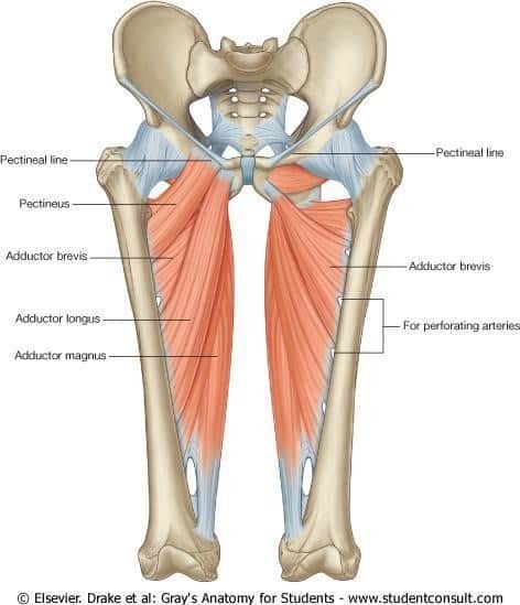 adductor anatomy