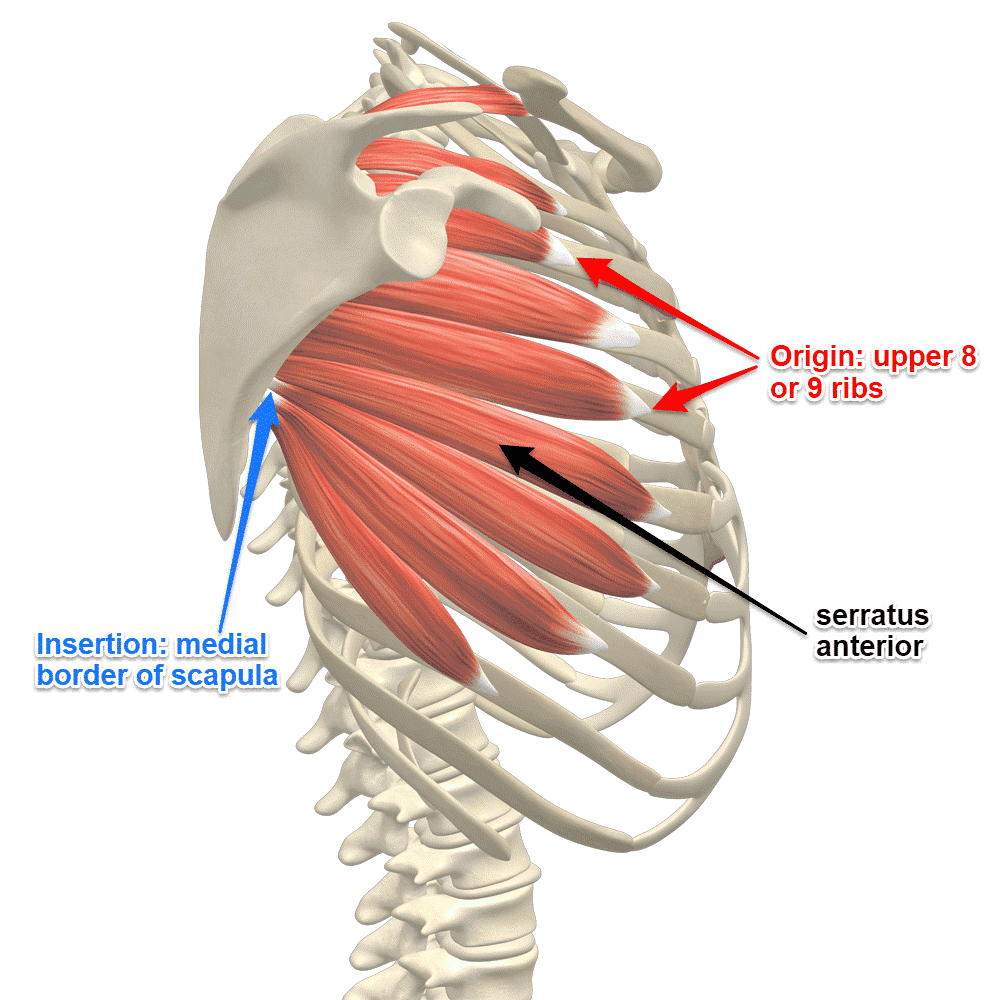serratus anterior muscle anatomy
