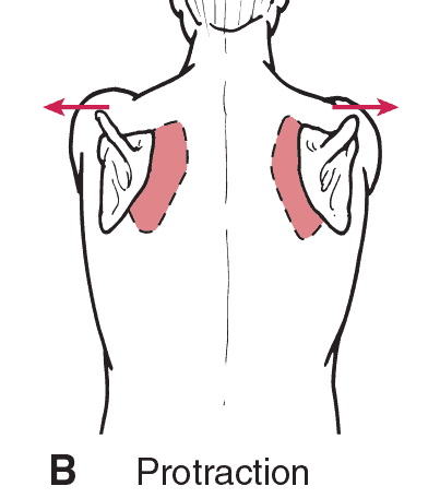 serratus anterior shoulder blades