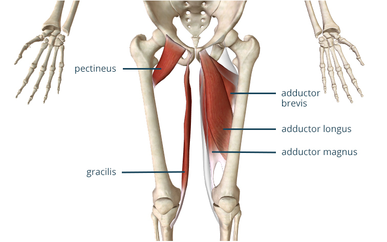 3 Exercises To Heal An Adductor Strain Precision Movement