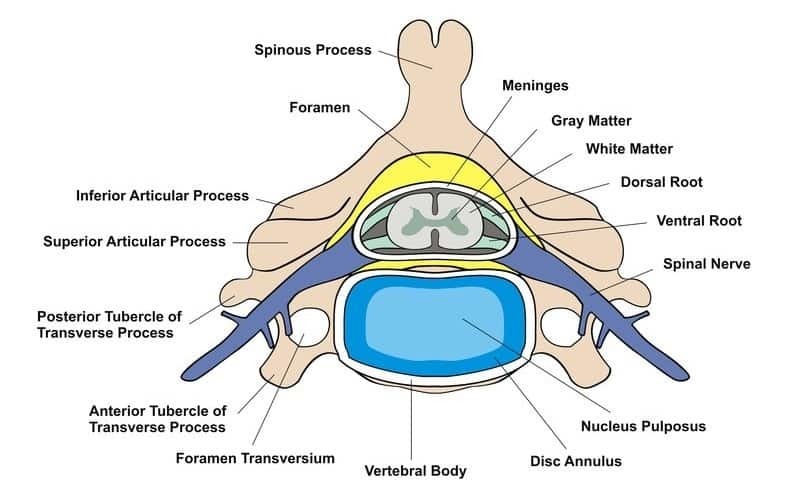 intervertebral disc anatomy cross section