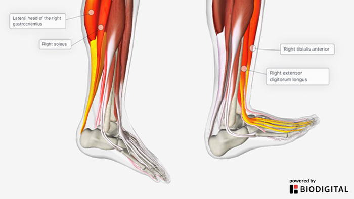 ankle range of motion anatomy