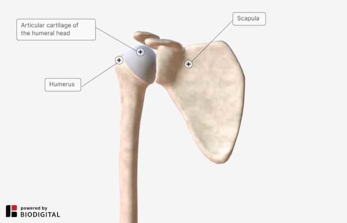 shoulder anatomy - strained rotator cuff
