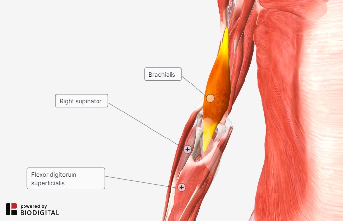forearm muscles - brachialis