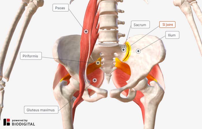 sacroiliac joint anatomy - si joint