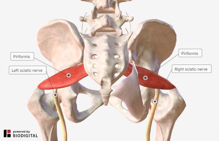 Piriformis Syndrome Vs Sciatica And Tests For A Tight Piriformis Piriformis Syndrome Vs Sciatica And Tests For A Tight Piriformis