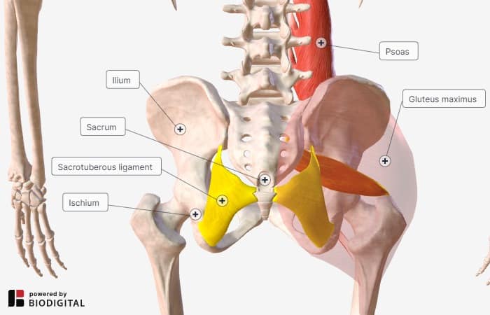 si join anatomy - sacrotuberous ligament