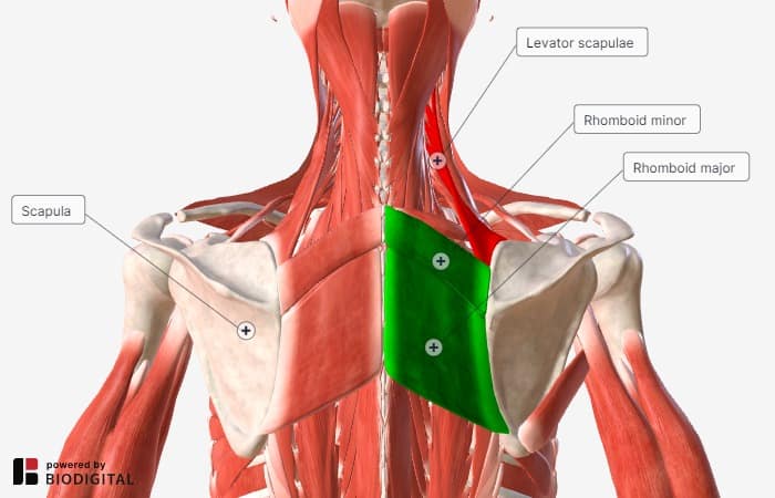 rhombloid and levator scapulae anatomy